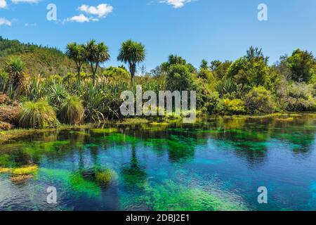 TE Waikoropupu Springs (Pupu Springs), heilige Quelle der Maoris, Golden Bay, Tasman, Südinsel, Neuseeland, Pazifik Stockfoto