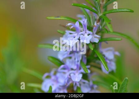 Salvia rosmarinus, allgemein bekannt als Rosmarin Stockfoto