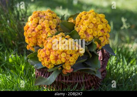 Gelbe kalanchoe blüht in einem Korb Stockfoto