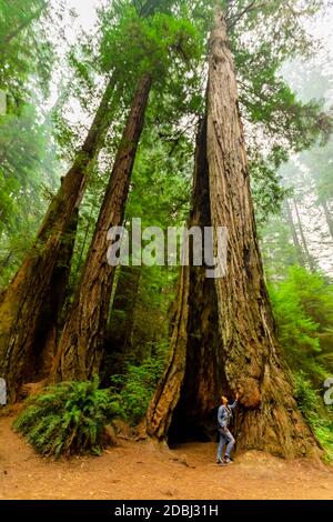 Frau beim Erkunden des Mount Shasta Forest, Kalifornien, USA, Nordamerika Stockfoto