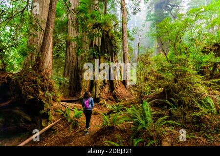 Frau beim Erkunden des Mount Shasta Forest, Kalifornien, USA, Nordamerika Stockfoto