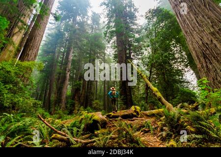 Frau beim Erkunden des Mount Shasta Forest, Kalifornien, USA, Nordamerika Stockfoto