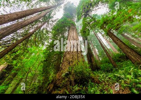 Mount Shasta Forest, California, Vereinigte Staaten von Amerika, Nordamerika Stockfoto