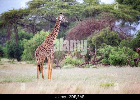 Eine Giraffe spazieren in der Savanne zwischen den Pflanzen Stockfoto