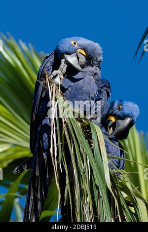 Hyazinthara (Anodorhynchus hyacinthinus), Pantanal, Mato Grosso do Sul, Brasilien, Südamerika Stockfoto