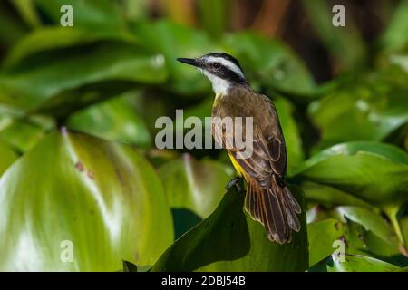 Große kiskadee (Pitangus sulfuratus), Pantanal, Mato Grosso, Brasilien, Südamerika Stockfoto