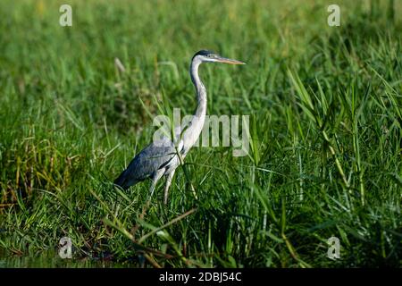 Cocoi Reiher (Ardea cocoi), Pantanal, Mato Grosso, Brasilien, Südamerika Stockfoto