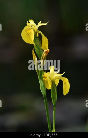 Iris pseudacorus Stockfoto