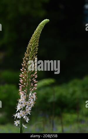 Eremurus himalaicus Stockfoto