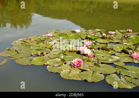 Rot blühende Seerosen in einem Teich Stockfoto