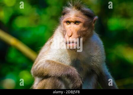 Langschwänzige Makaken-Affen in der Nähe der Edakkal-Höhlen, wo Touristenkontakt sie zahm gemacht hat, Edakkal, Wayanad, Kerala, Indien, Asien Stockfoto