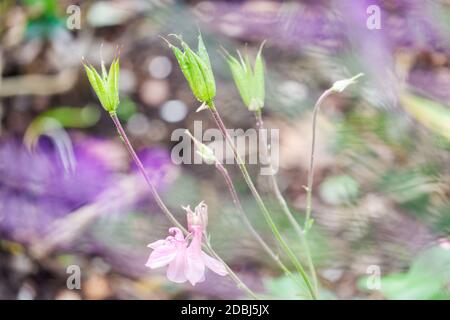 Aquilegia Samenköpfe im Kirchengarten Heysham UK Stockfoto