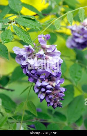 Amerikanischer Blauregen (Wisteria frutescens 'Amethyst') fällt. Stockfoto