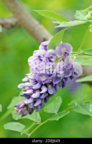 Amerikanischer Blauregen (Wisteria frutescens 'Amethyst') fällt. Stockfoto