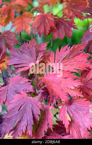 Eisenhutblaettriger Ahorn (Acer japonicum 'Aconitifolium') Stockfoto