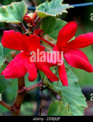 Rot schimmernde Wachs Begonien im Garten leuchtende Stockfoto