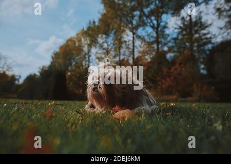 Kleiner Shih Tzu Hund legt sich in grünen Park Gras, Garten, Natur umgeben von hohen Bäumen, orange Blätter und blauen Himmel im Herbst, Herbst. Stockfoto