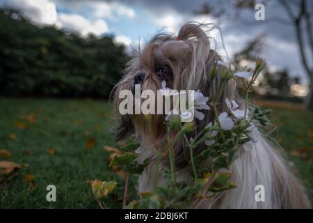 Nahaufnahme Porträt des kleinen Shih Tzu Hund sitzen und zur Seite schauen in grünen Park Gras, Garten, Natur umgeben von weißen Blumen. Stockfoto