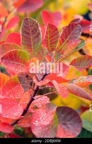 Perueckenstrauch (Cotinus coggygria 'Young Lady') Stockfoto