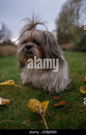 Ganzkörperportrait von Shih Tzu Hund Wandern im grünen Park Gras, Garten, Natur umgeben von orangefarbenen, gelben Blättern und Bäumen im Herbst, Herbst. Stockfoto