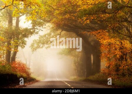 Nebliger Morgen auf der Haywood Oaks Lane in Blidworth, Nottinghamshire England Stockfoto