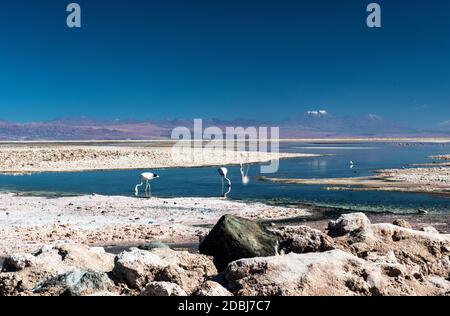 Atacama Salzsee, Salar de Atacama Stockfoto