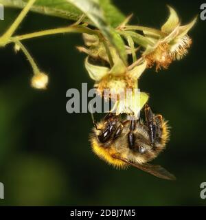 Shaggy Hummel sitzt auf einem Erdbeerblüten, Nahaufnahme Stockfoto