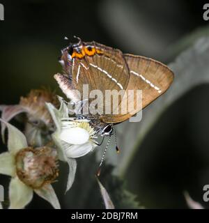 Brauner Schmetterling auf einer Blume, Seitenansicht, Nahaufnahme Stockfoto