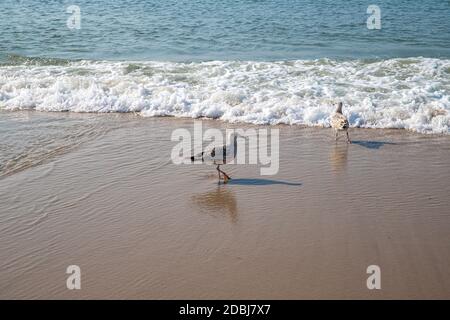 Möwen im Wasser am Strand vor Kampen Stockfoto