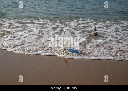 Möwen im Wasser am Strand vor Kampen Stockfoto