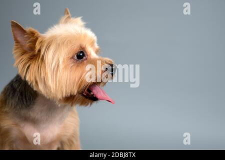 Young Yorkshire Terrier, Portrait, Studio vor grauem Hintergrund.Platz für Text. Stockfoto