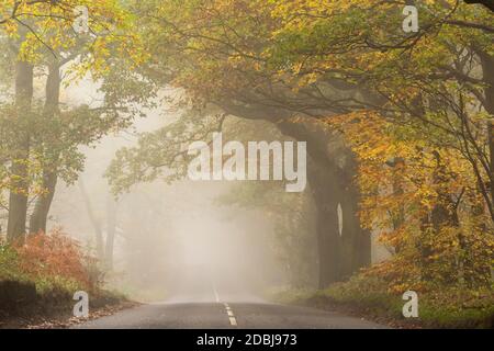 Nebliger Morgen auf der Haywood Oaks Lane in Blidworth, Nottinghamshire England Stockfoto