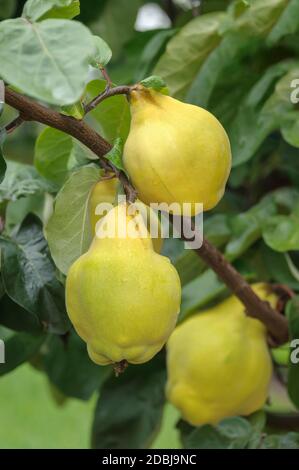 Birnen-Quitte (Cydonia oblonga' Buchlovice') Stockfoto