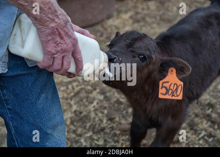 Flaschenernährung zwei Monate alte Waise Black Angus X Kalb, Rinderfarm, Kalifornien. Stockfoto