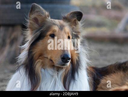 Nahaufnahme eines rauhen Collie, der bei Tageslicht draußen auf dem Boden sitzt Stockfoto