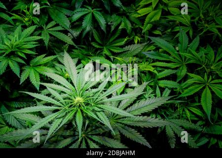 Blühende Marihuana-Pflanze mit frühen weißen Blumen, Cannabis Sativa-Blätter, Marihuana Stockfoto