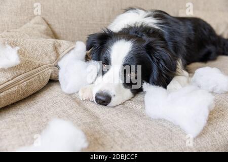Frech verspielt Hund Grenze Collie nach Unfug beißen Kissen liegen auf Couch zu Hause. Schuldig Hund und zerstört Wohnzimmer. Schaden chaotisch Haus und Welpen mit lustigen Guilty Look Stockfoto