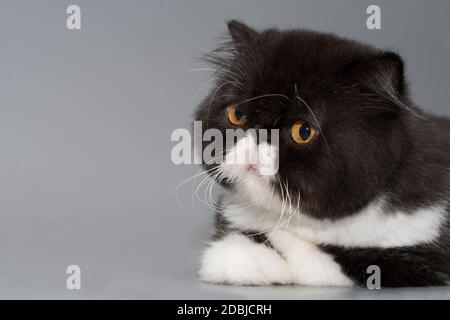 Porträt einer zweifarbigen perserkatze schwarz und weiß mit wunderschönen orangen Augen.Platz für Text. Stockfoto