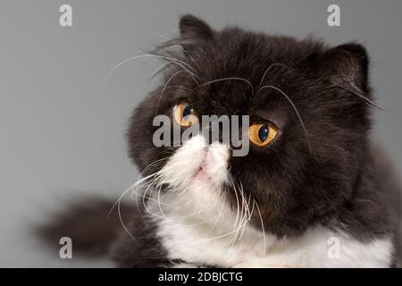 Porträt einer zweifarbigen perserkatze schwarz und weiß mit wunderschönen orangen Augen.Platz für Text. Stockfoto