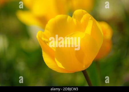 Bild von gelben Tulpenfeldern. Drehort: Yokohama-Stadt kanagawa Präfektur Stockfoto