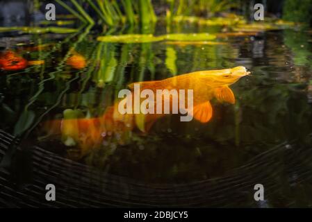 Oberflächenebenes Bild eines Koi-Karpfens, der in einem Fischteich mit einer Seerose an die Oberfläche kommt, um eine Nahrungskugel zu erhalten. Stockfoto