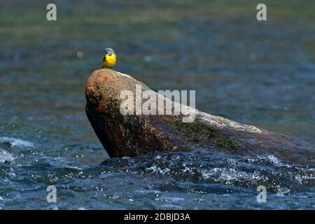Graue Bachstelze im Frühling in einem Fluss Stockfoto
