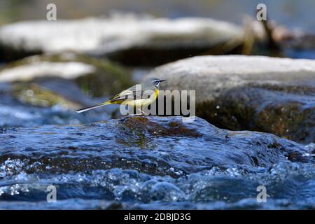 Graue Bachstelze im Frühling in einem Fluss Stockfoto