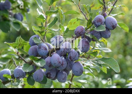 Zwetsche (Prunus domestica 'Topper') Stockfoto