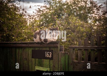 Große weiße und graue Katze sitzt auf einem Holzzaun eines ländlichen Hauses auf dem Hintergrund eines großen Baumes Stockfoto