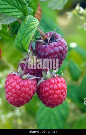 Himbeere (Malus Mill 'Pokusa') Stockfoto