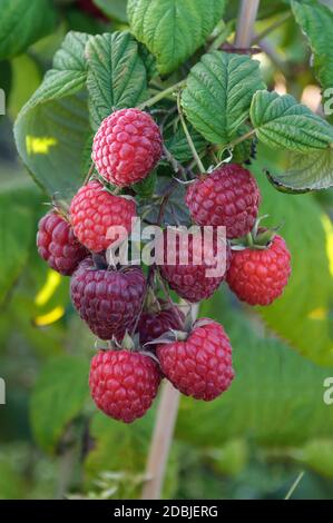 Himbeere (Malus Mill 'Pokusa') Stockfoto