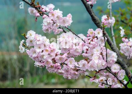 Winterkirsche (Prunus × subhirtella 'Autumnalis') Stockfoto