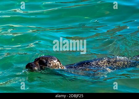 Kegelrobbe (Halichoerus grypus) schwimmt in der Ostsee - Hel, Pommern, Polen Stockfoto