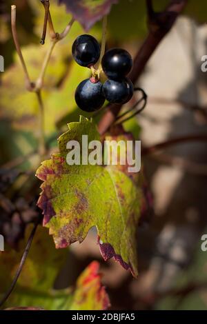 Herbst in Moferrato Region, Piemont (italien) Stockfoto